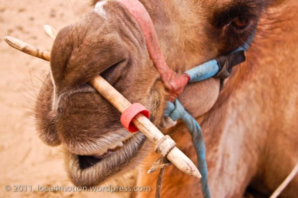 Gorkhi Terelj National Park Mongolia Camel 5