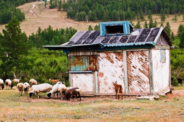 Gorkhi Terelj National Park Mongolia Sheep Old Hut