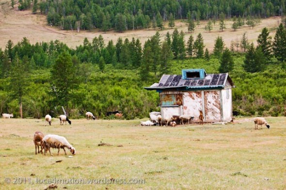 Gorkhi Terelj National Park Mongolia Sheep Old Hut Landscape