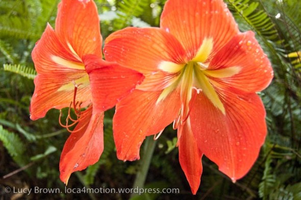 Flowers on shores of Lago de Atitlán (Lake Atitlan), Sololá, Guatemala