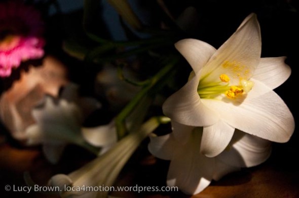 Cut flowers on shores of Lago de Atitlán (Lake Atitlan), Sololá, Guatemala