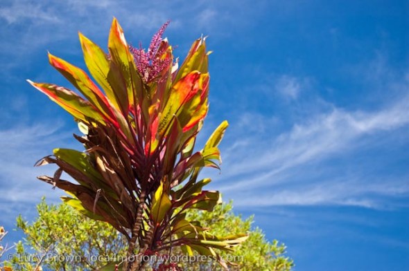 Flowers on shores of Lago de Atitlán (Lake Atitlan), Sololá, Guatemala