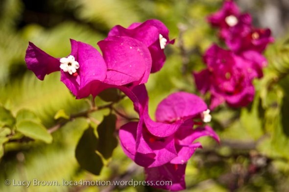 Flowers on shores of Lago de Atitlán (Lake Atitlan), Sololá, Guatemala