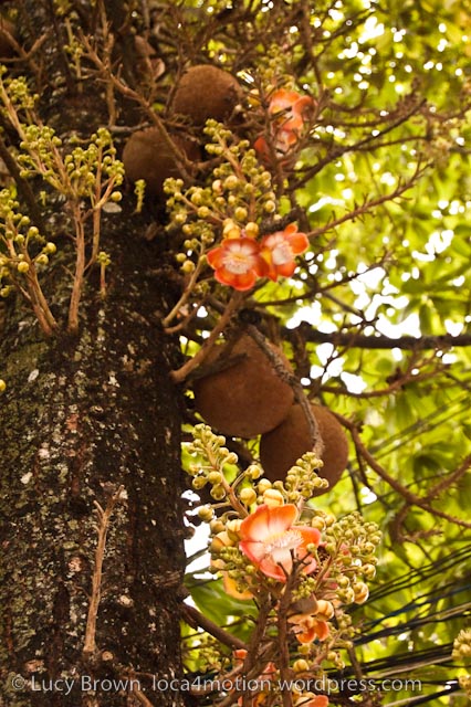 Flowering jackfruit tree, Chiang Mai, Thailand
