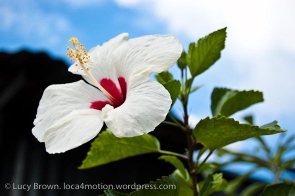 Hibiscus flower, Phuket old town, Thailand