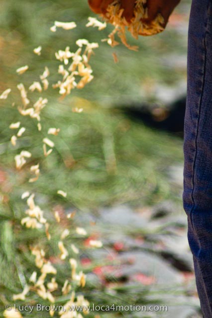 Scattering natural colored sawdust on a pine needle alfombra, Antigua, Guatemala