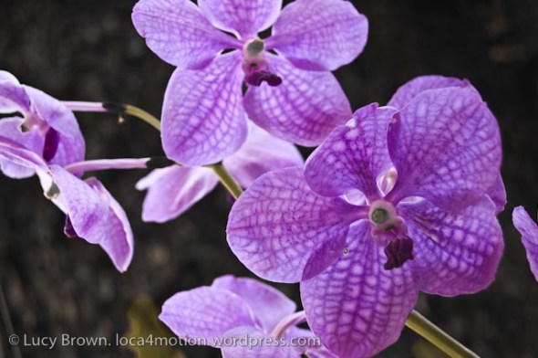 Orchids, Chiang Mai, Thailand