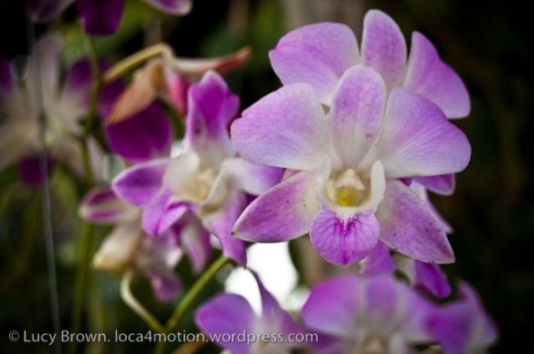 Orchids, Chiang Mai, Thailand