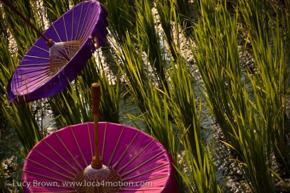 Traditional Thai umbrellas or parasols, outdoor exhibition, Chiang Mai, Thailand