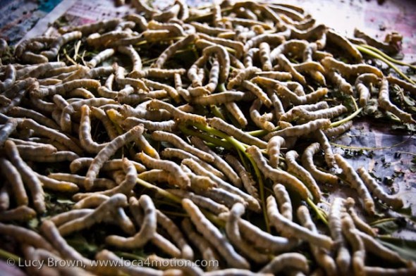 Thai silk worms, Chiang Mai, Thailand