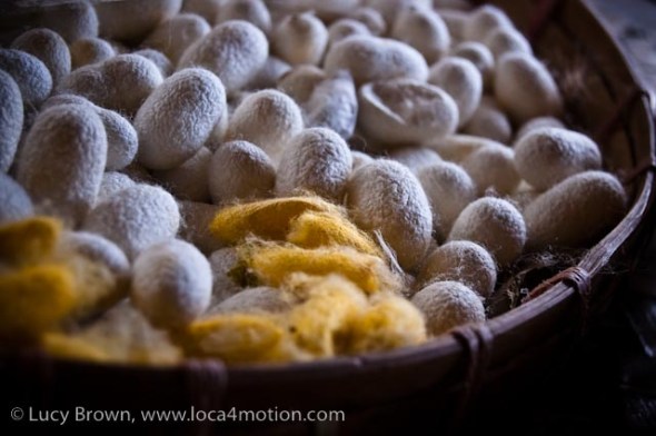 Thai silk worm cocoons, Chiang Mai, Thailand