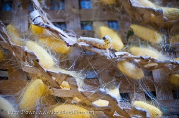 Thai silk worm and cocoons, Chiang Mai, Thailand