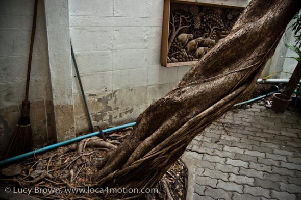 Beautiful, twisted tree trunk with wood carving scene behind, Chiang Mai, Thailand