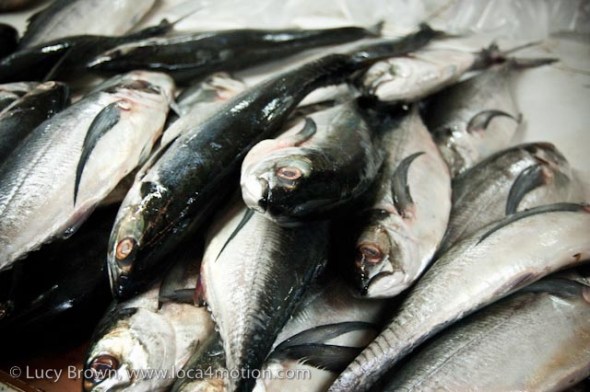 Fish counter, morning market, Krabi town, Krabi, Thailand