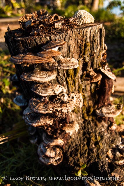 Fungi bathed in early morning light, Ko Yao Noi, Phuket, Thailand